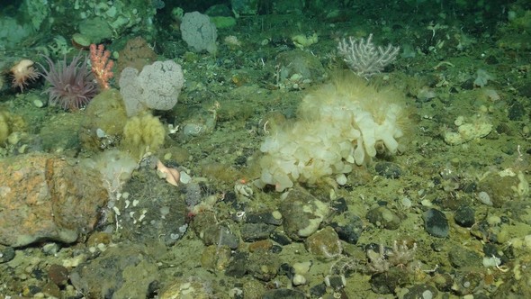 Seafloor faunal community of sponges and cold-water corals at ~650m water depth offshore W Greenland