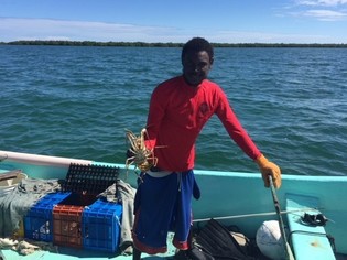 Belizean fisherman collecting spiny lobsters