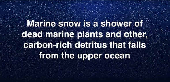 Marine snow video