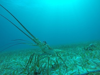 Looking for the lobster's lunch