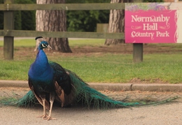 Peacock at Normanby Hall Country Park