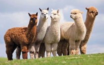 alpacas
