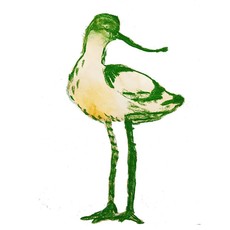Illustration of an Avocet bird