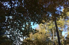 Blue sky seen through green leaves