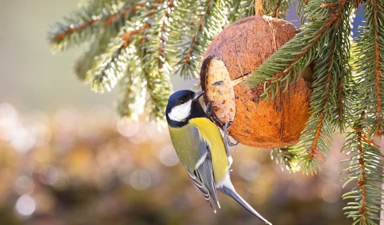 Bird eating from a homemade bird feeder. 