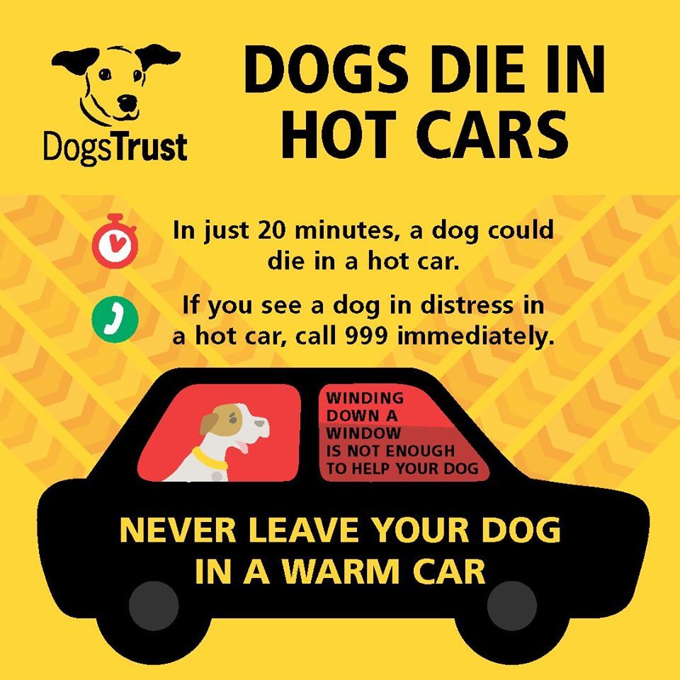 Dogs die in hot cars