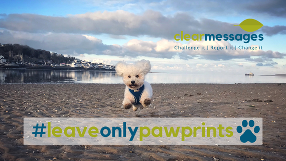 white fluffy dog jumping