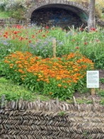 Orange heart made up of calendula flowers
