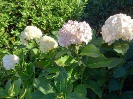 Hydreangeas