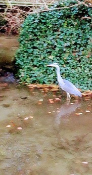 Heron