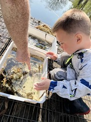 looking after lollycocks