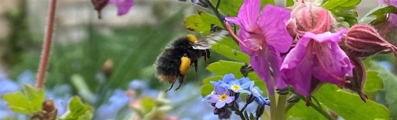 spring bee with flowers