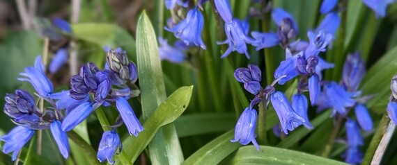 Bluebells by the Slea closeup