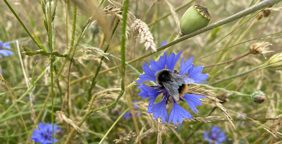 Heckington bee and wildflowers