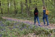 Bluebells in Tunman Woods