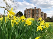 Spring Bulbs at Doddington Hall
