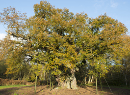 Sherwood Forest Major Oak