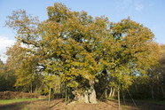 Sherwood Forest Major Oak