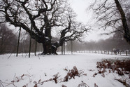 Sherwood Oak winter