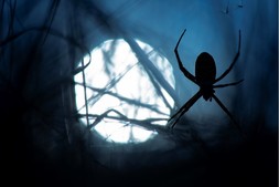 Image of spider 