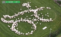 Sheep form the shape of a bike in land art