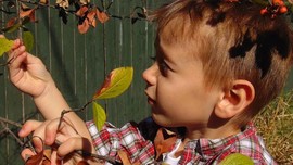 Toddler inspecting a leaf