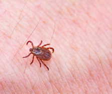 a photo of a tick