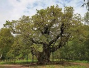 The major oak tree at Sherwood Forest