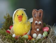 Easter chick and chocolate bunny
