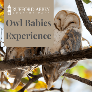 owl babies experience