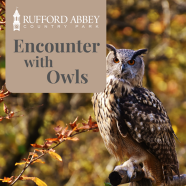 Encounter with Owls
