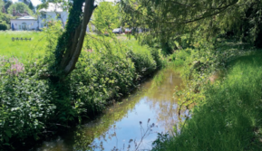 A photo of a stream with vegetation each side