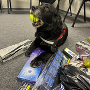 Black cocker spaniel named Jack.