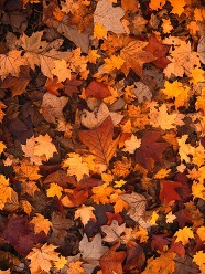 Autumn leaves