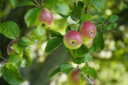 Apples on a tree
