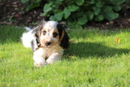 Cocker spaniel puppy