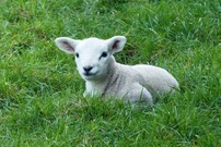Photo of a lamb