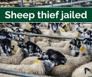 Photo of sheep in a pen
