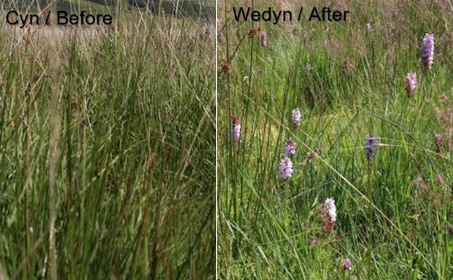 before and after cutting