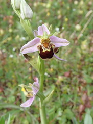 SoLIFE Bee orchid