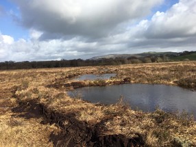 Cors Fochno bunding March 2020