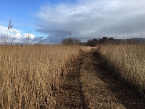 cors fochno grass cutting