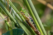 Grasshopper Merthyr Mawr (Drew Buckley)