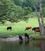 LIFE Dee River_Cattle