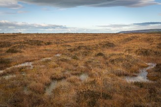 cors fochno raised bog