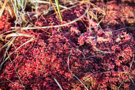 Cors caron xmas sphagnum