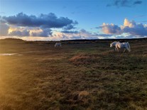 Ponies grazing a dune slack at Newborough Warren with the sun setting in the background.