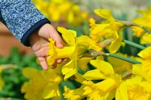 Child's hand touches a daffodil