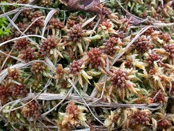 sphagnum medium rhos goch