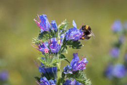 Bee on viper bugloss by Drew Buckley